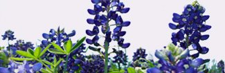 Lavendel